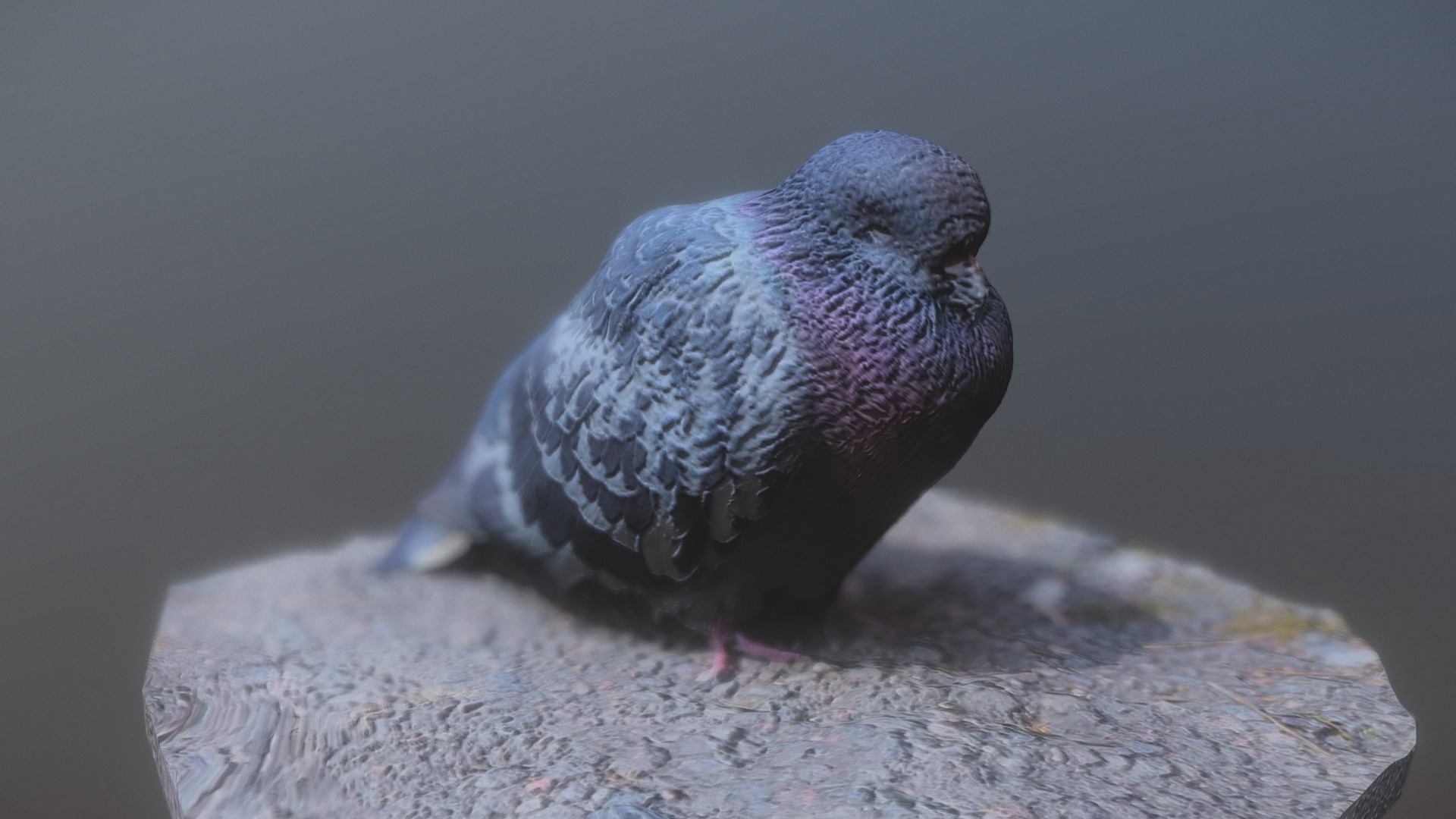 3D model Pigeon - This is a 3D model of the Pigeon. The 3D model is about a small bird on a rock.
