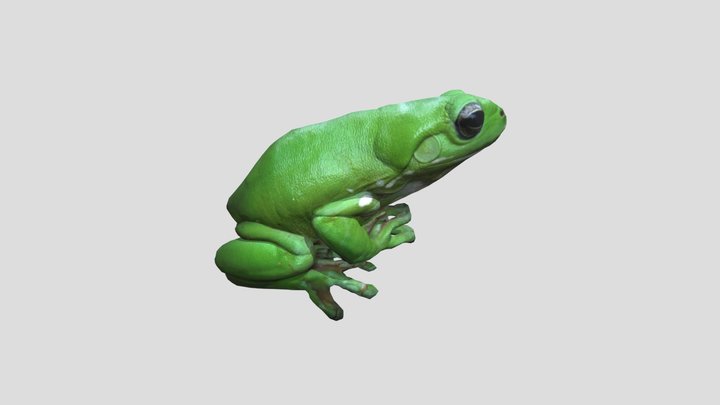 Australian Green Tree Frog 3D Model