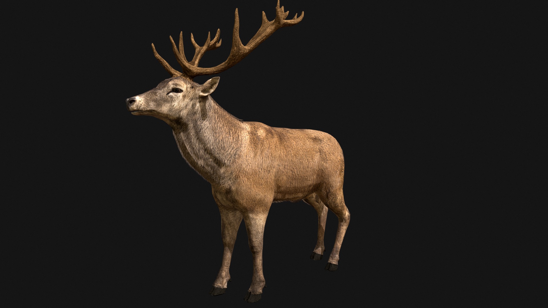 3D model Deer Red - This is a 3D model of the Deer Red. The 3D model is about a deer with antlers.