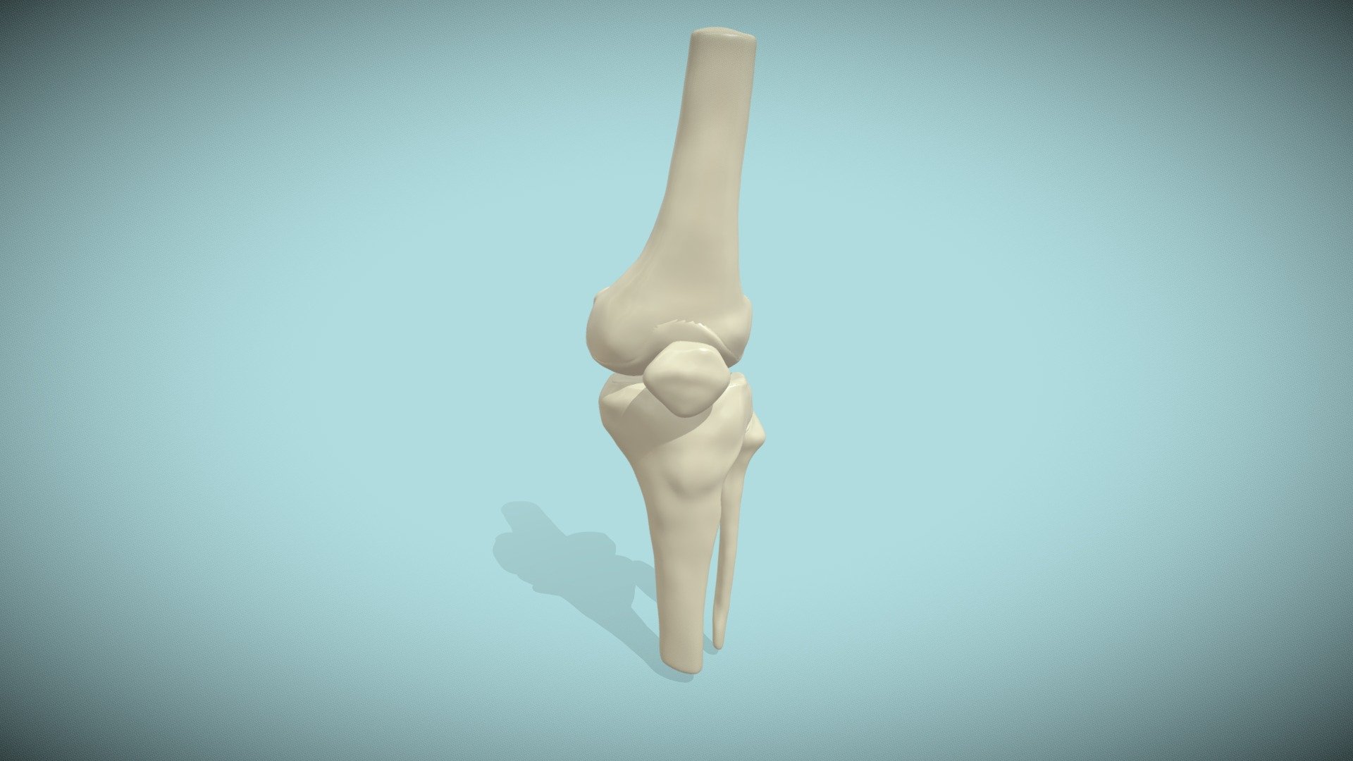 Human Knee Joint 3D model by cblechschmid [2eb52fc] Sketchfab