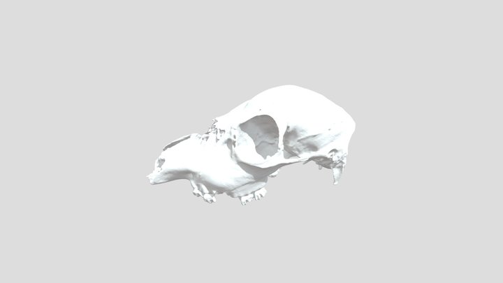 Roe Deer #2 (Capreolus capreolus) - Printable