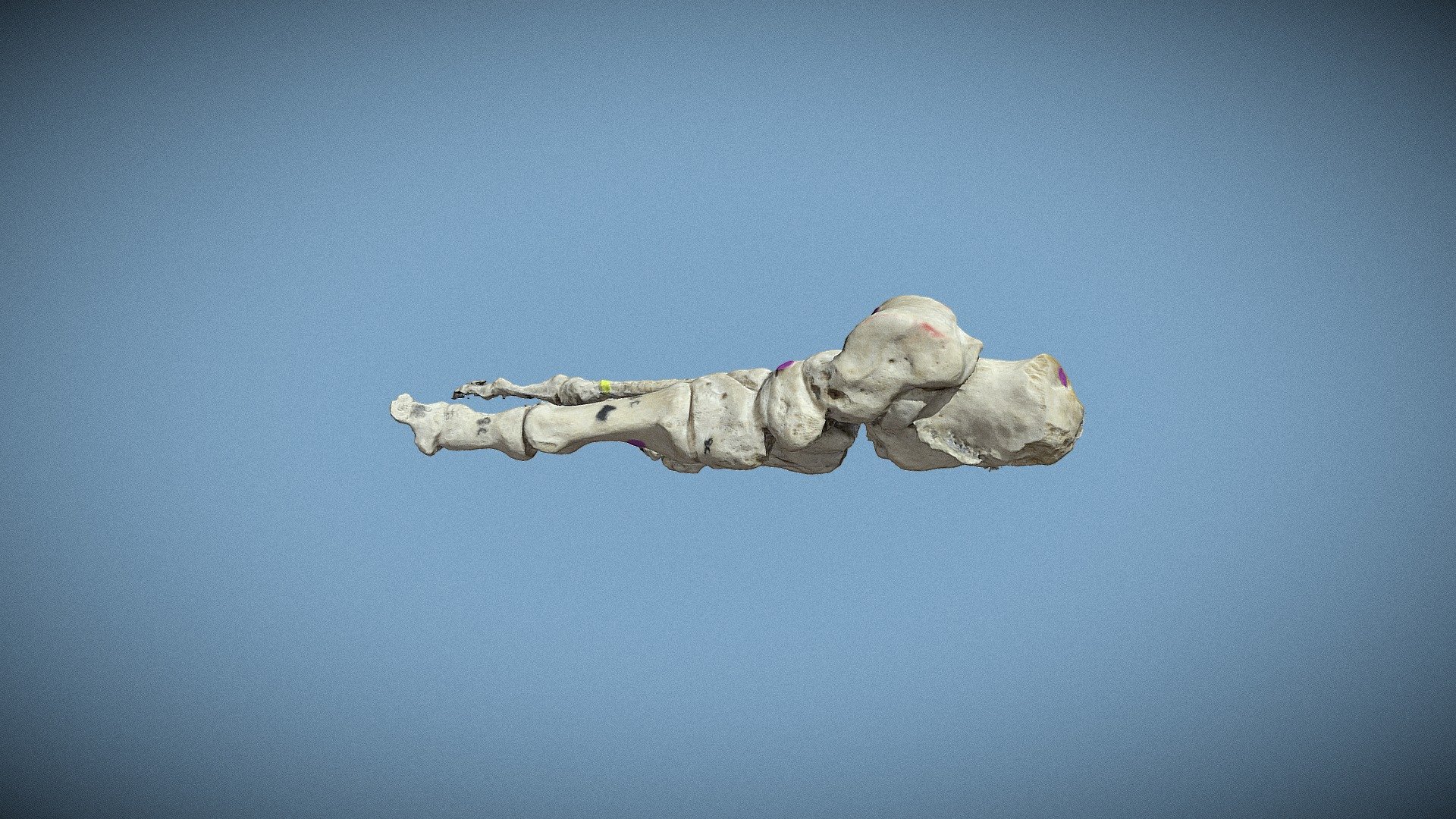 Foot (Unlabeled)