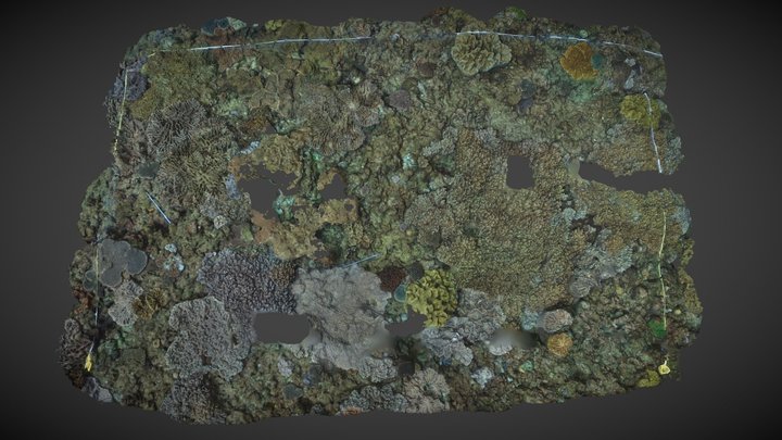 Okinawa soft coral reefs - Ginowan_T3 3D Model