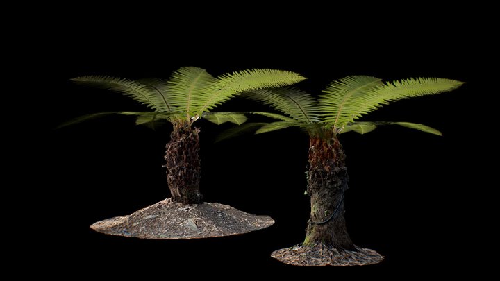 Two Ferns (.Blend Photoscans) 3D Model