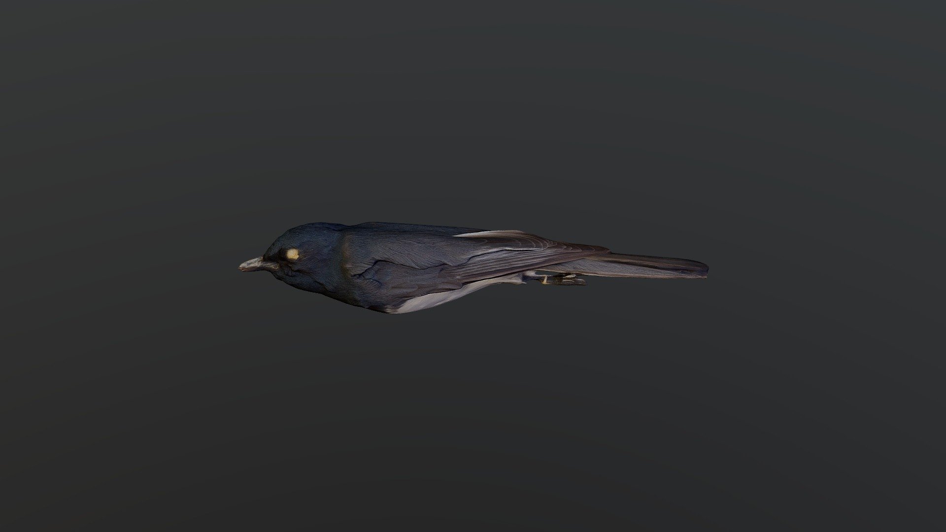 Leaden Flycatcher - Myiagra rubecula