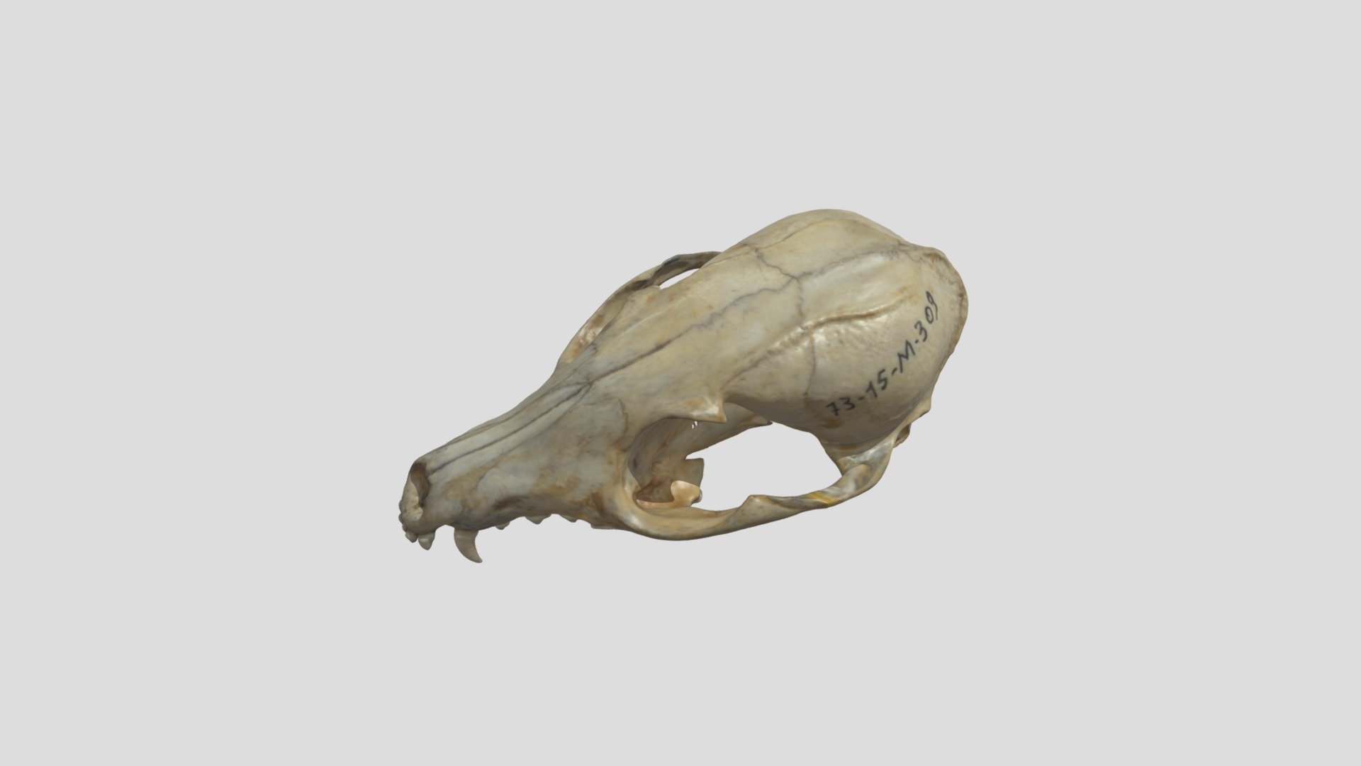 Vulpes pallida 3D model by THORproject [2ec6552] Sketchfab
