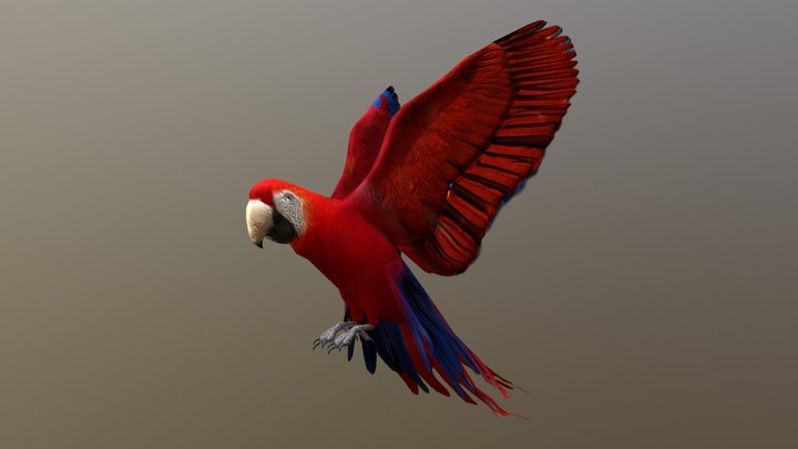 Red Macaw 3D Model