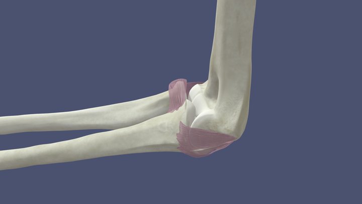 Elbow Joint: Bones + Ligaments 3D Model