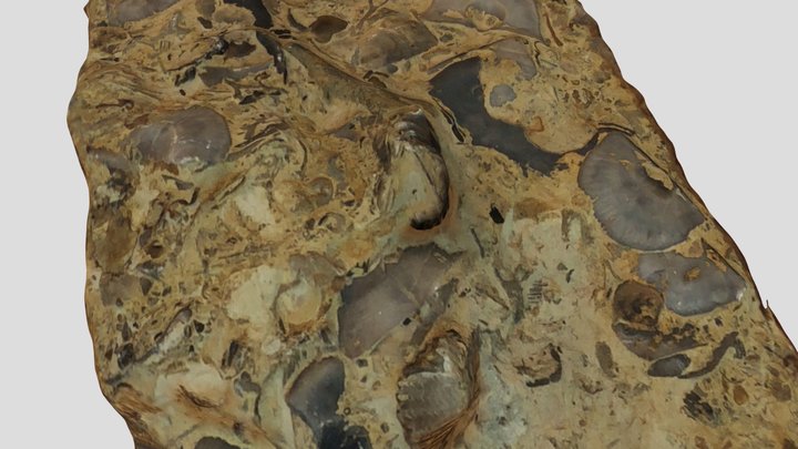 Madison Fossil 02 3D Model