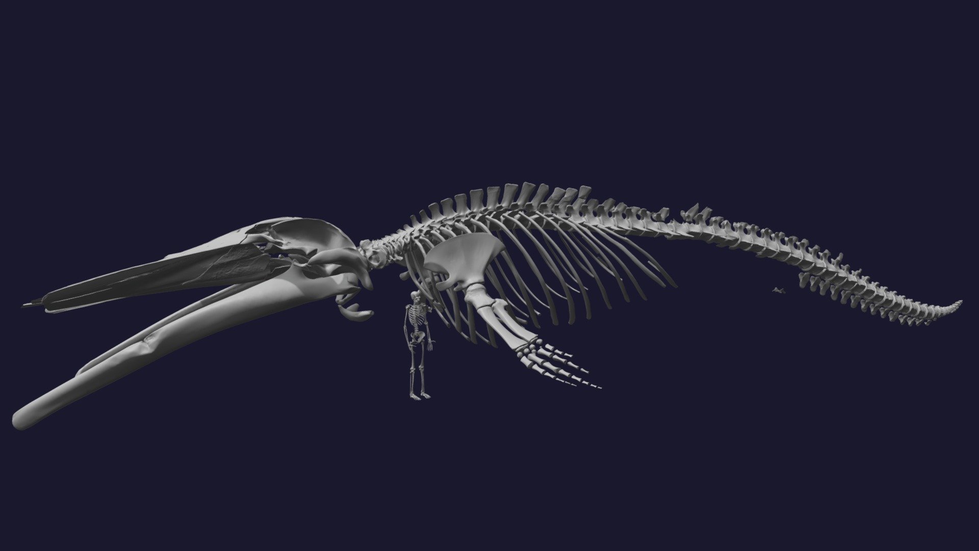 NOYO Blue Whale Skeleton