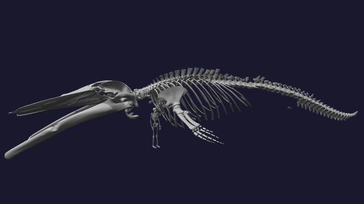 NOYO Blue Whale Skeleton - 3D model by Idaho Virtualization Laboratory