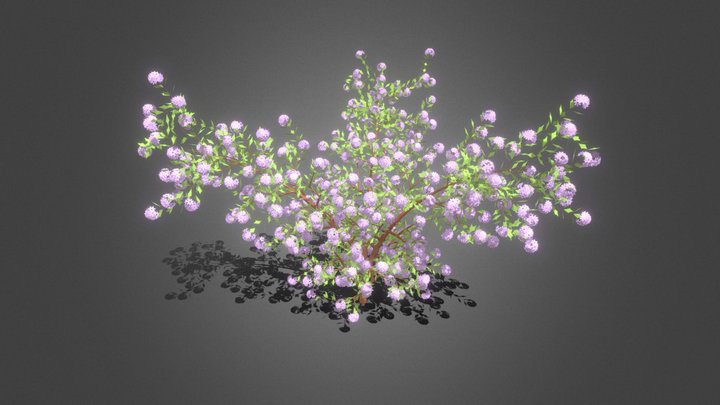 Viburnum opulus 'Roseum' (Бульденеж) 3D Model