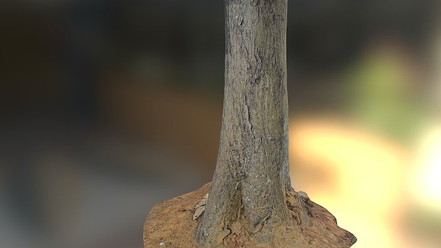Tree Trunk 2 3D Model