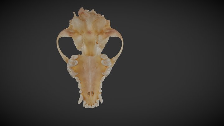 狗头颅2 3D Model