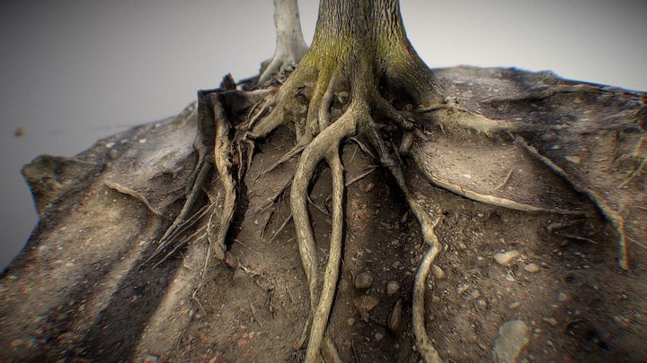 Root 3D Model