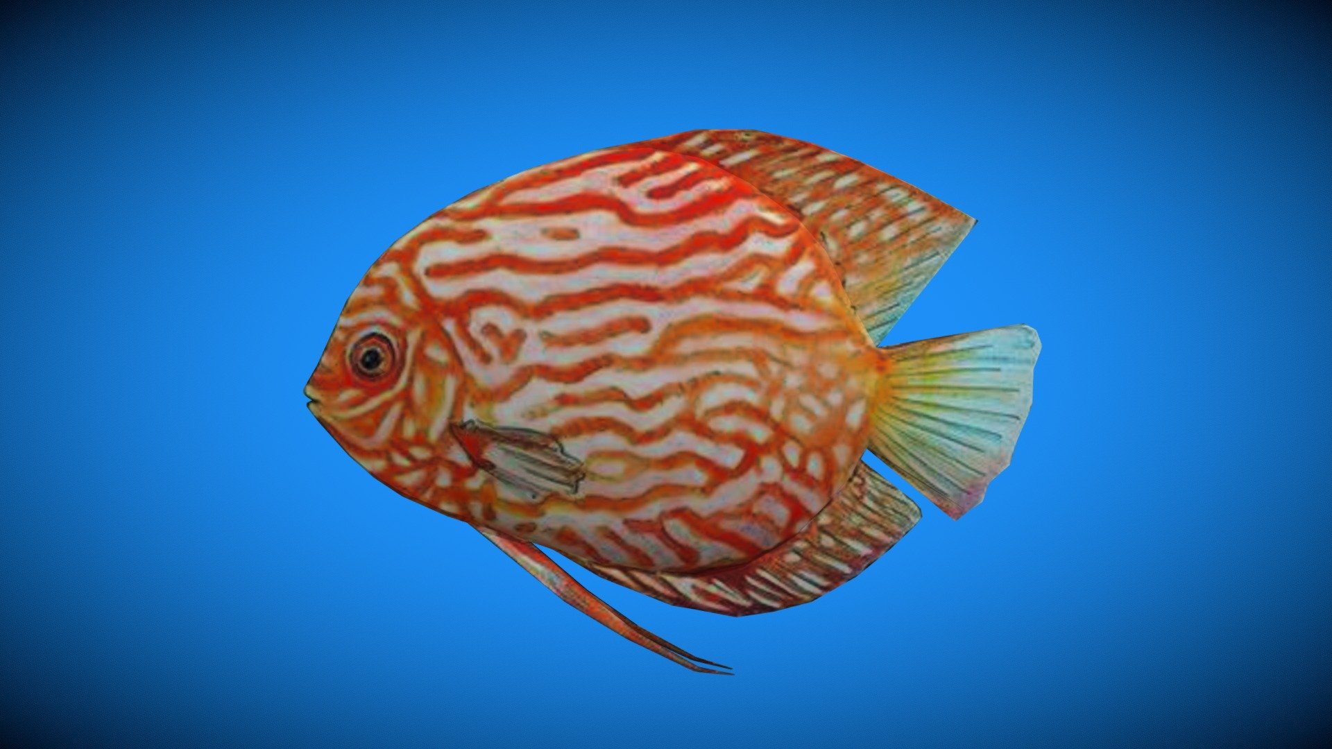 diskus fish 3D model by isa3design [2ed3b98] Sketchfab