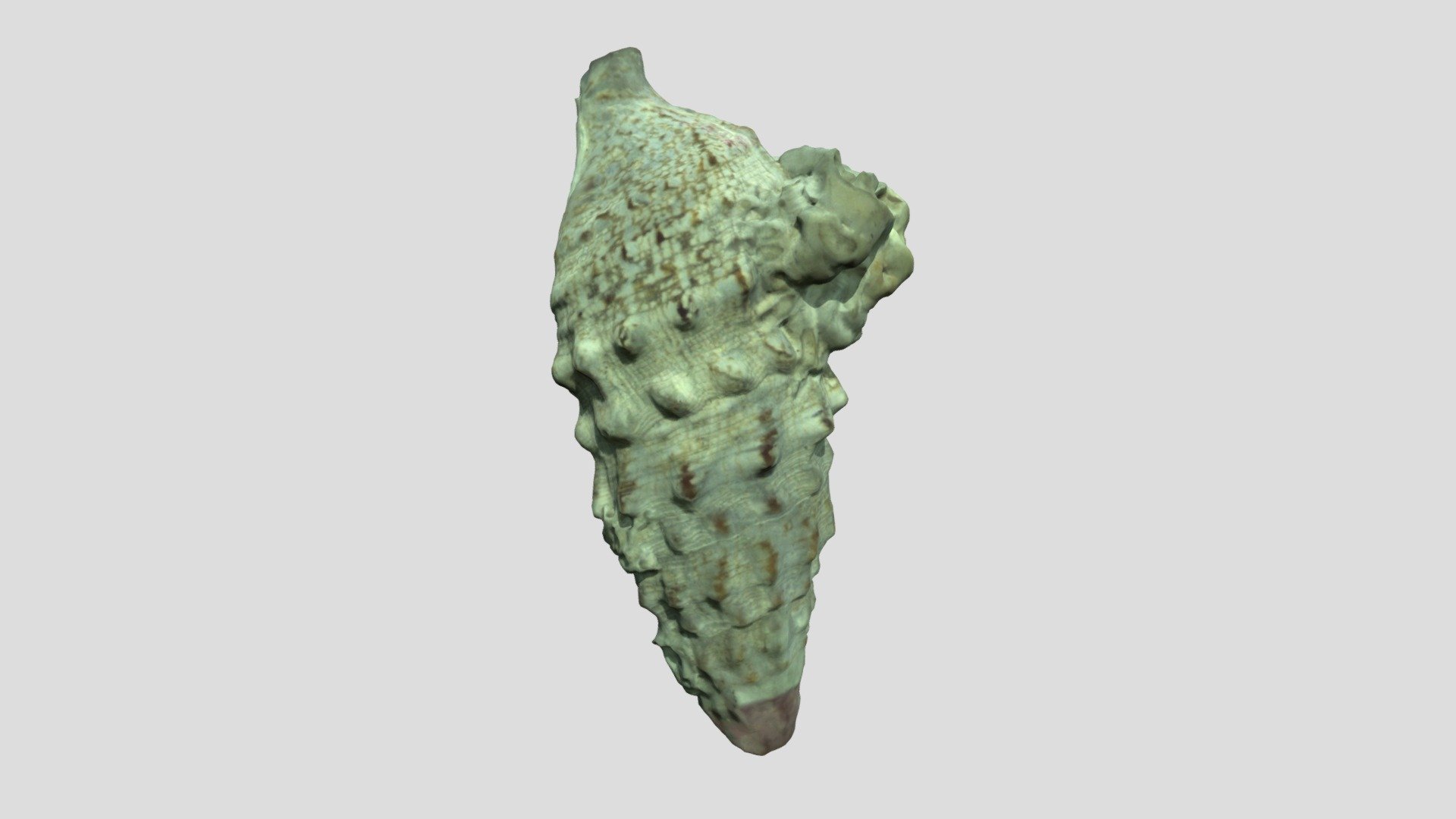 3d scanned Seashell