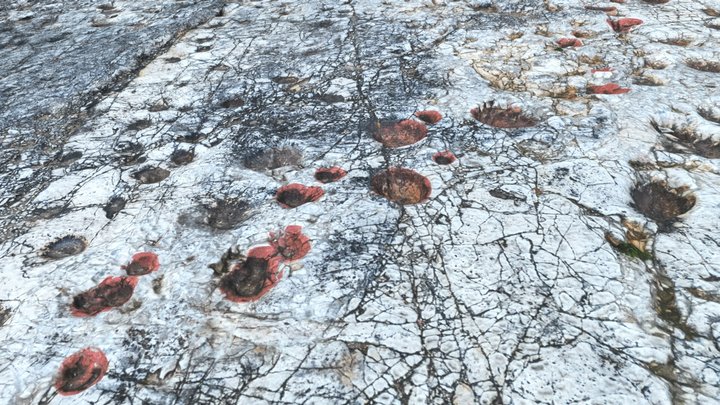Footprints of Dinosaurs in Altamura