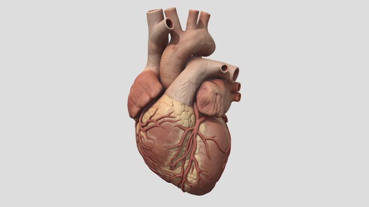 Human Heart