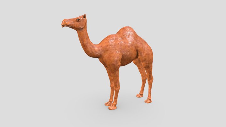 Arabian Camel 3D Model