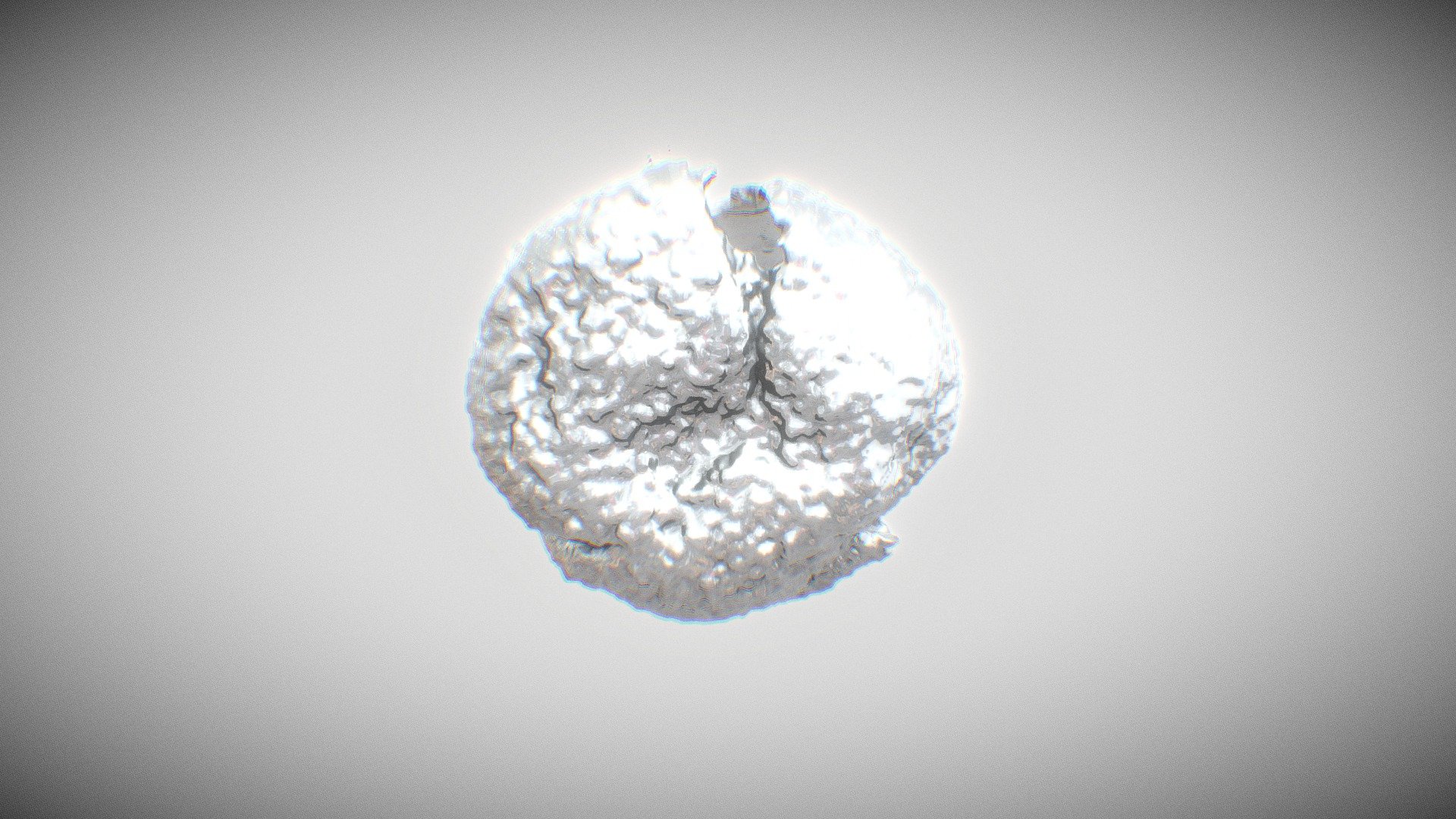 POLEN 3D\Querus robur