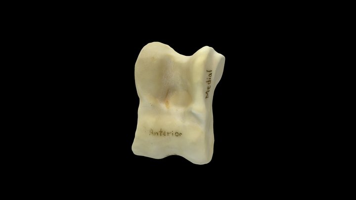 Deer (Odocoileus virginianus), Right Astragalus 3D Model