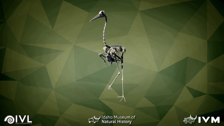 IMNH R-2120 Sandhill Crane – Modello 3D gratuito STL