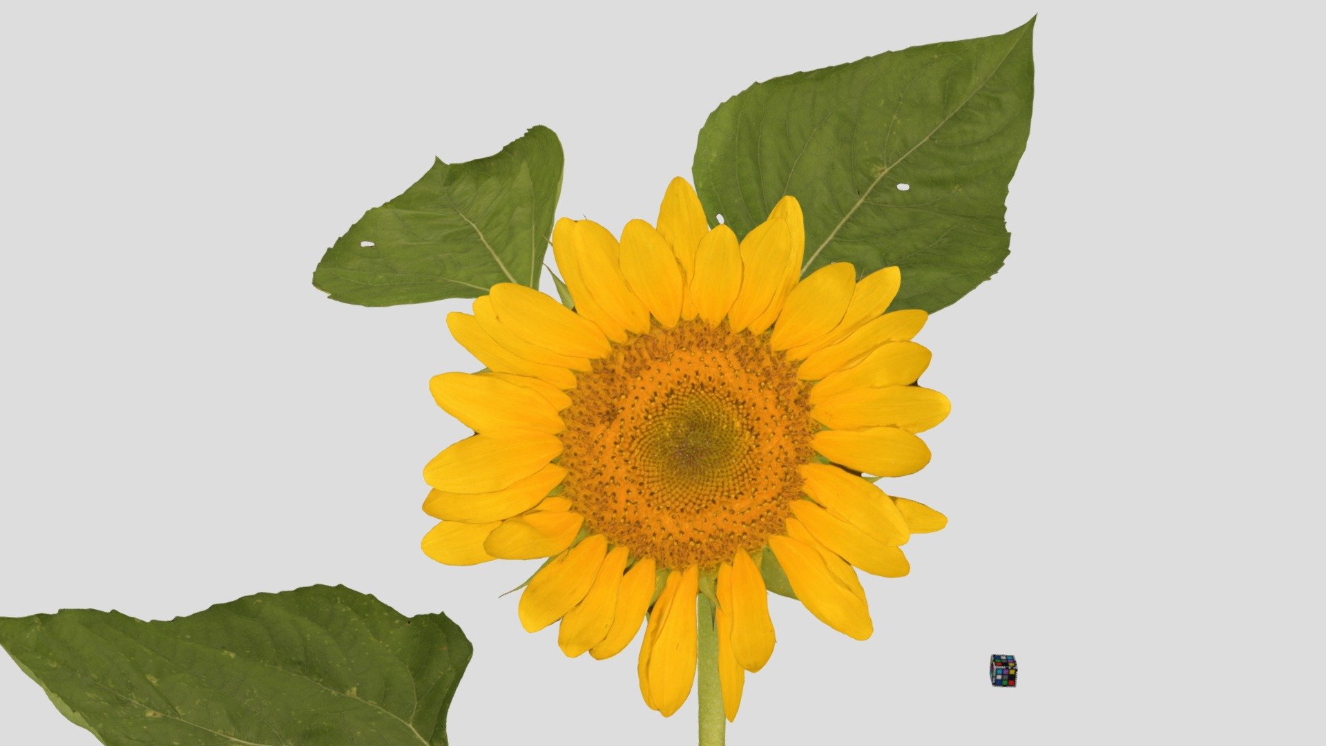 ヒマワリ Sunflower, Helianthus annuus - 3D model by ffish.asia / floraZia ...