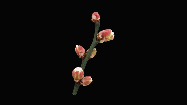 Plants_Plum 3D Model