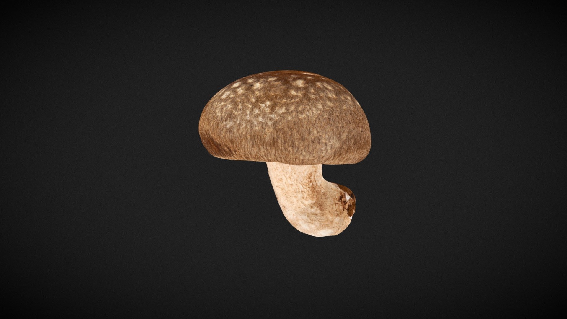 しいたけ　Shiitake