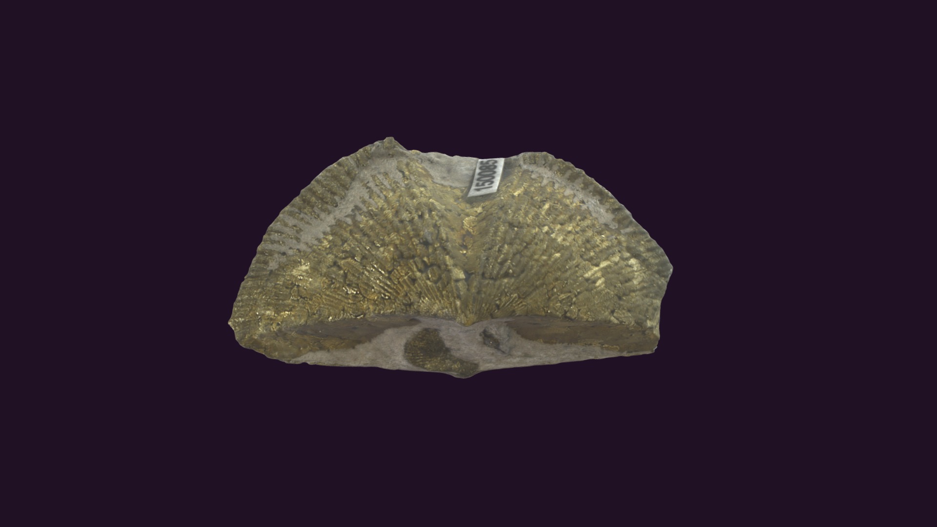 3D model Spinocyrtia sp. (pyritized) - This is a 3D model of the Spinocyrtia sp. (pyritized). The 3D model is about a small building on a mountain.