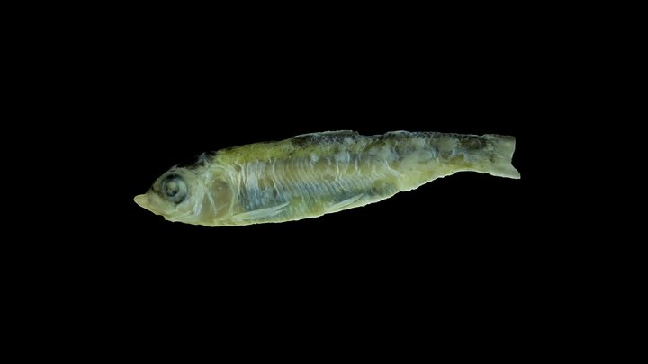 Alewife (river herring), very young juvenile 3D Model