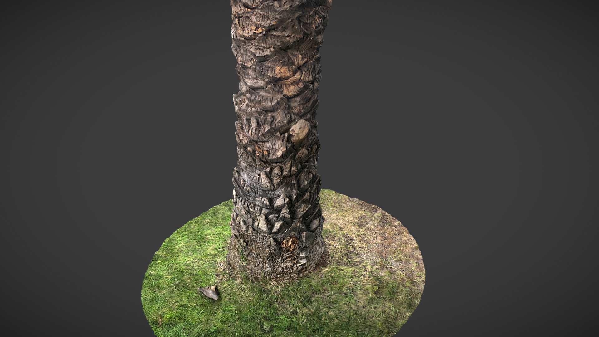 3D model Palm Tree trunk 3D model - This is a 3D model of the Palm Tree trunk 3D model. The 3D model is about a tree trunk with a hole in it.