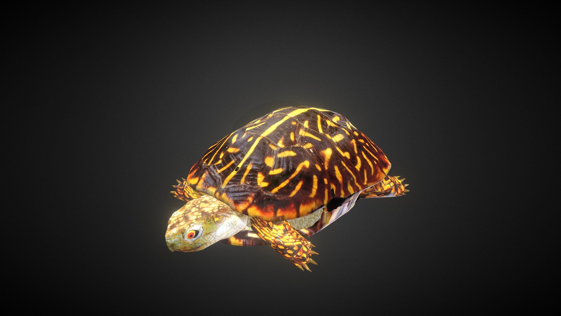 Turtle | Kura-Kura