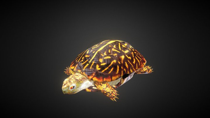 Turtle | Kura-Kura 3D Model