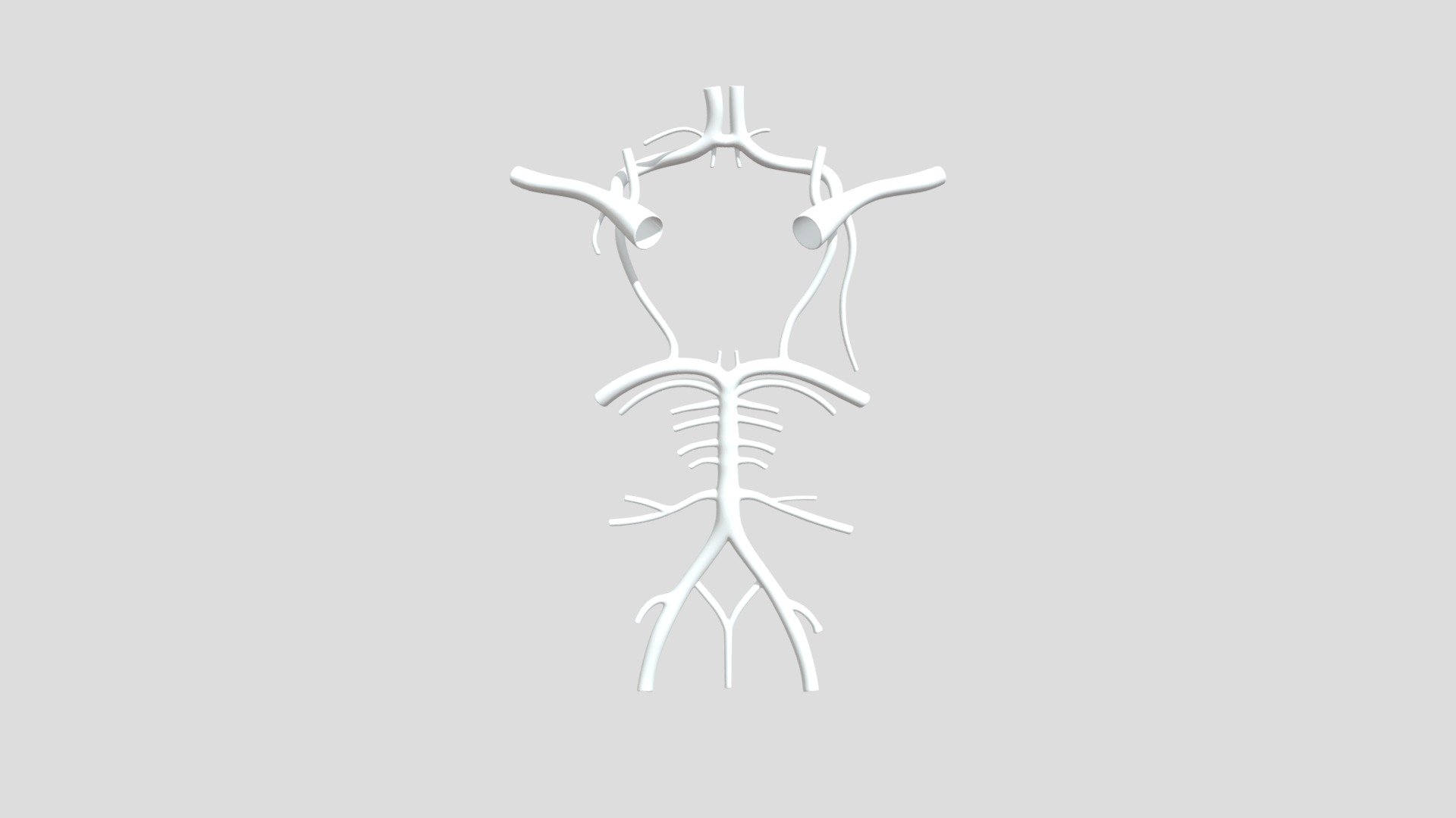 Circle of Willis Anatomical Teaching Model - 3D model by alicemalice ...