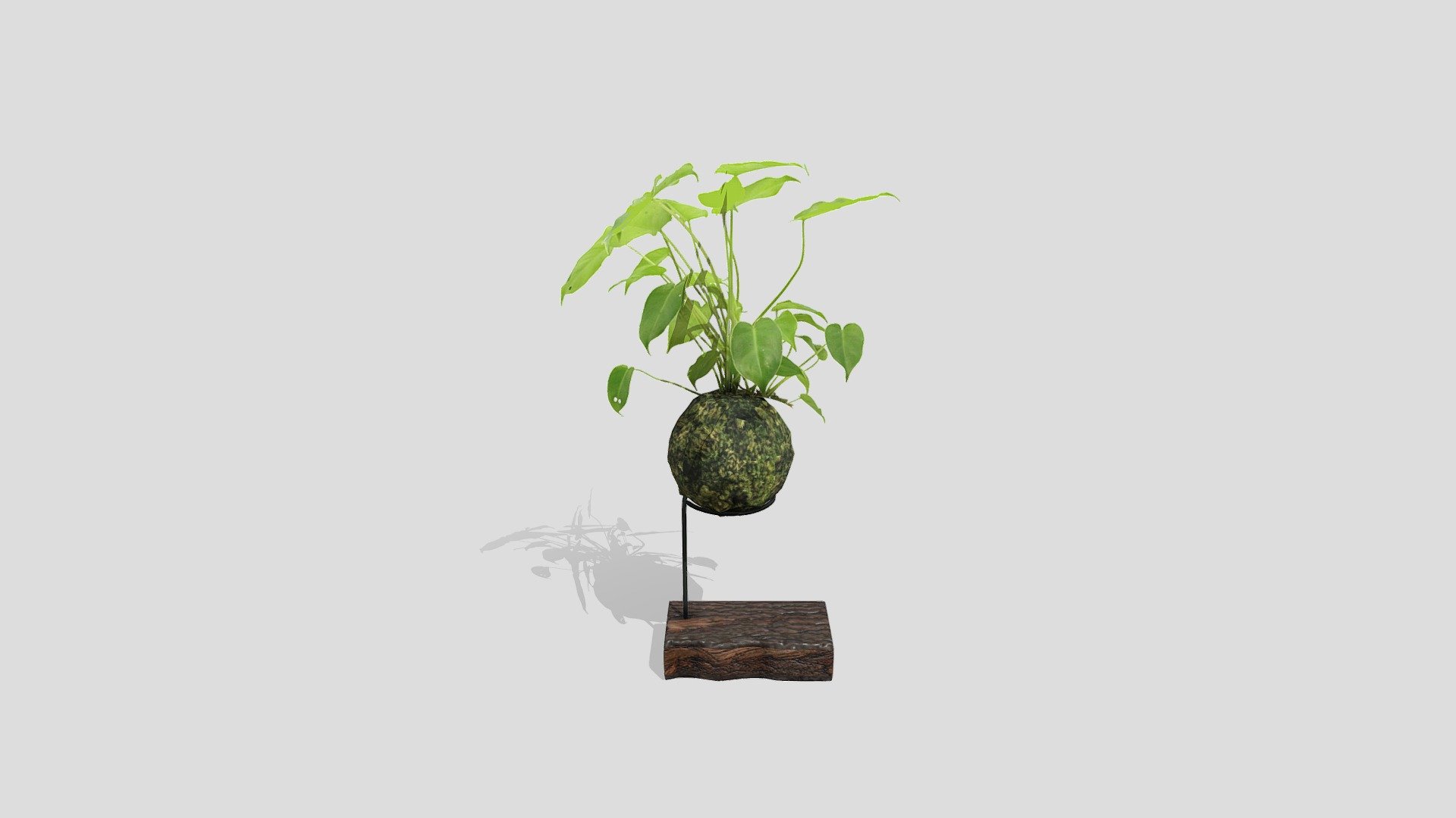 Kokedama Berlumut