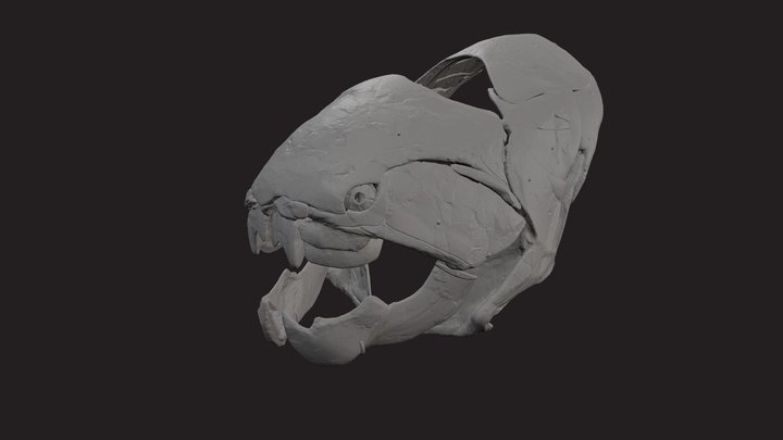 CMNH 6090, Dunkleosteus terrelli, 1:6 scale 3D Model