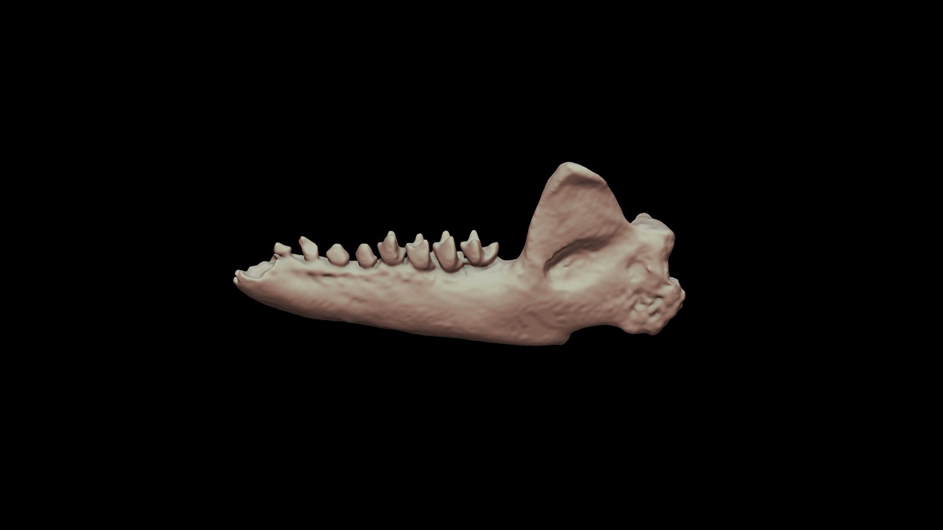Solenodon