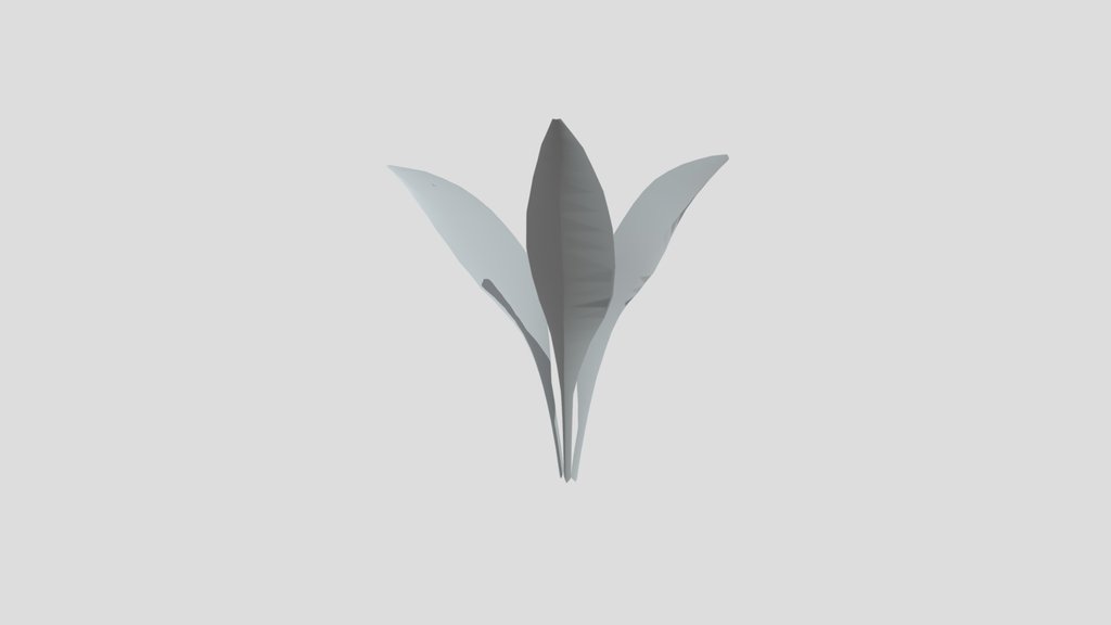 Haran Cast Iron Plant Sprout