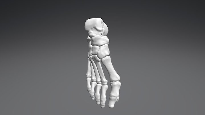 Pie completo con descripción ósea 3D Model