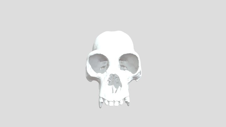 No. 4 Cranium 3D Model