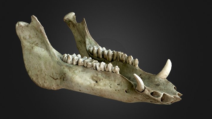 Boar skull (lower jaw) 3D Model