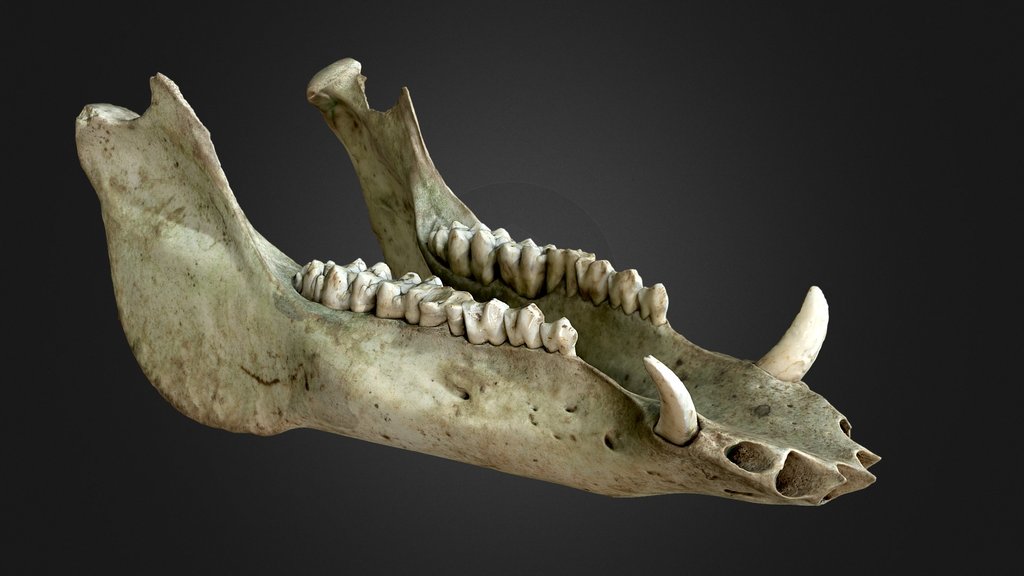 Boar skull (lower jaw)