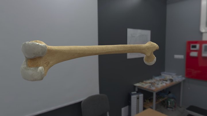 Hueso Femur con cartilagos 3D Model