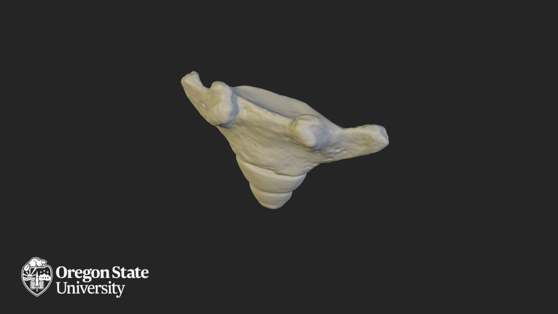 Coccyx