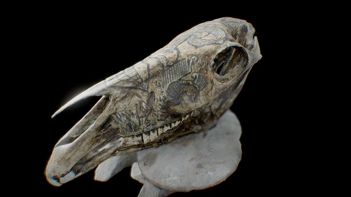 Horse Skull 3D Model