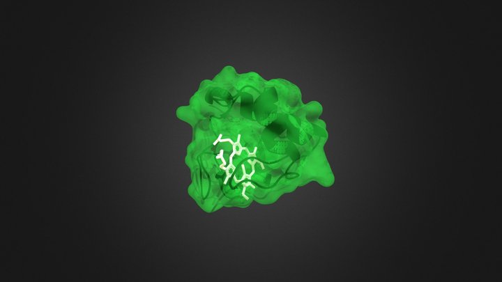 Practice molecules (Cytochrome C) 3D Model