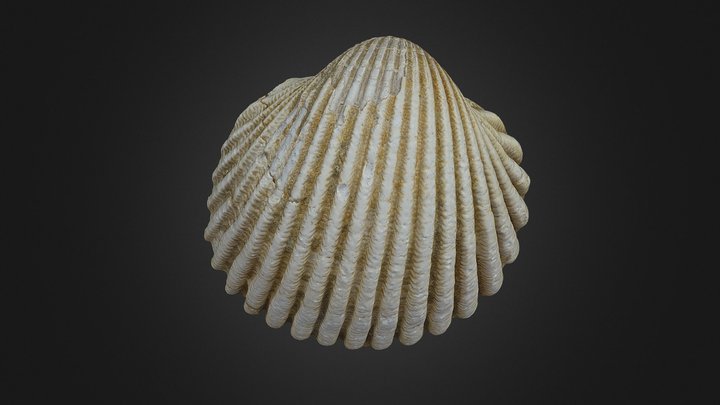 Acanthocardia tuberculata (Linnaeus, 1758) 3D Model