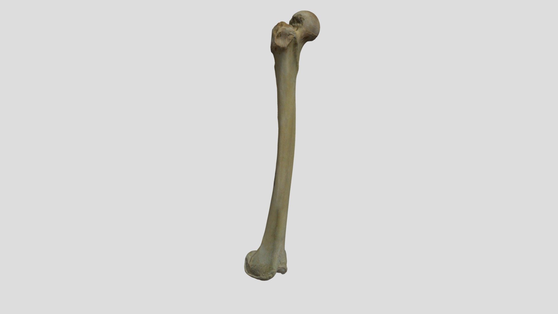 Femur - 3D model by iSCAN Laboratory (Mahidol University) (@athikhun ...